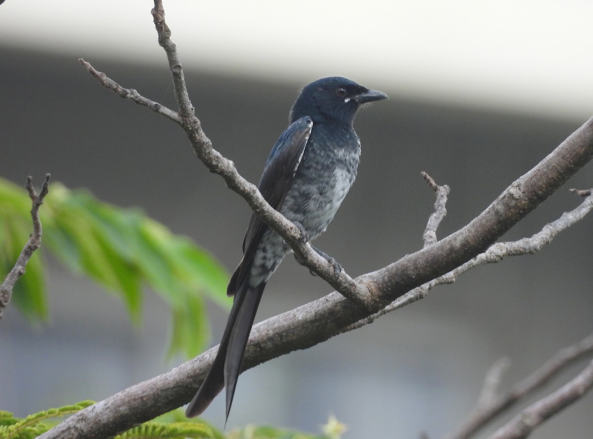 Black Drongo - ML644592748