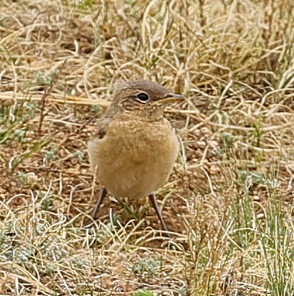 Isabellsteinschmätzer - ML644592750