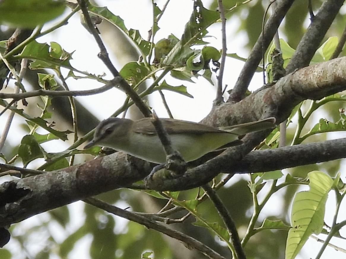 Kızıl Gözlü Vireo - ML644592753