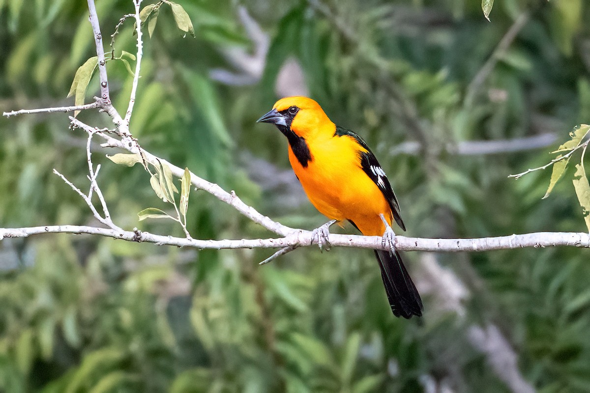 Altamira Oriole - ML644592755