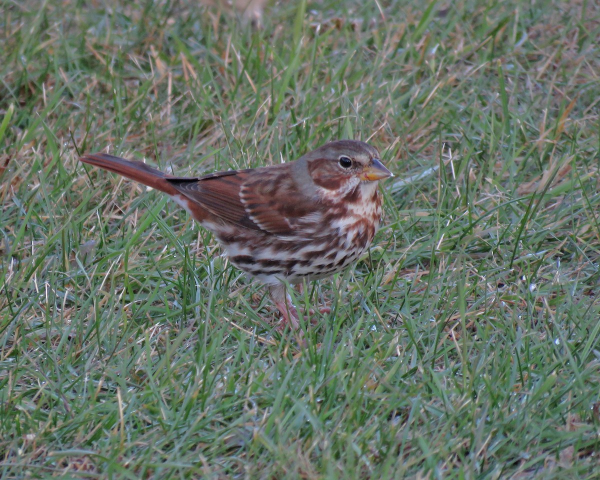 strnadec kaštanový - ML644592760