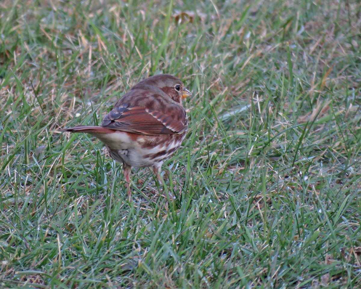 strnadec kaštanový - ML644592761