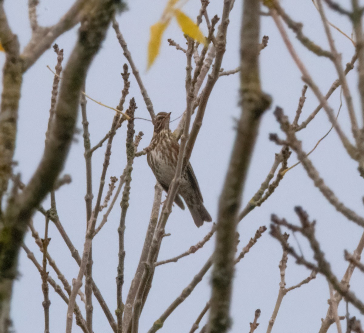 Redwing - ML644592778