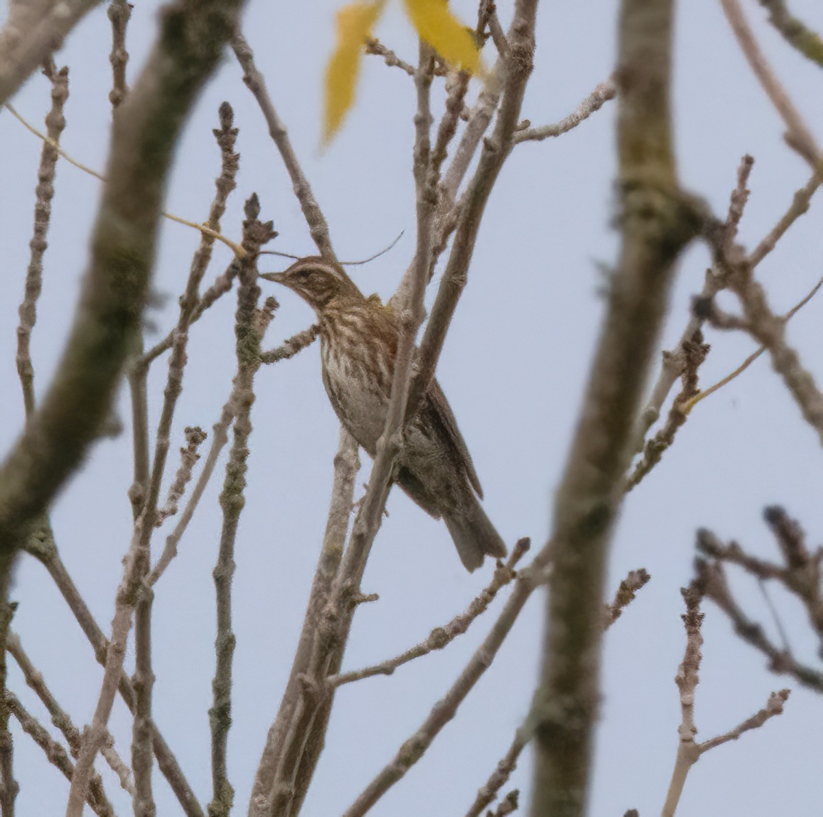 Redwing - ML644592779