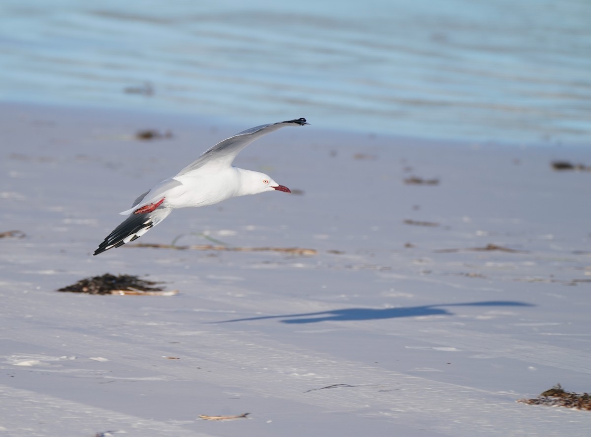 racek australský - ML644592780