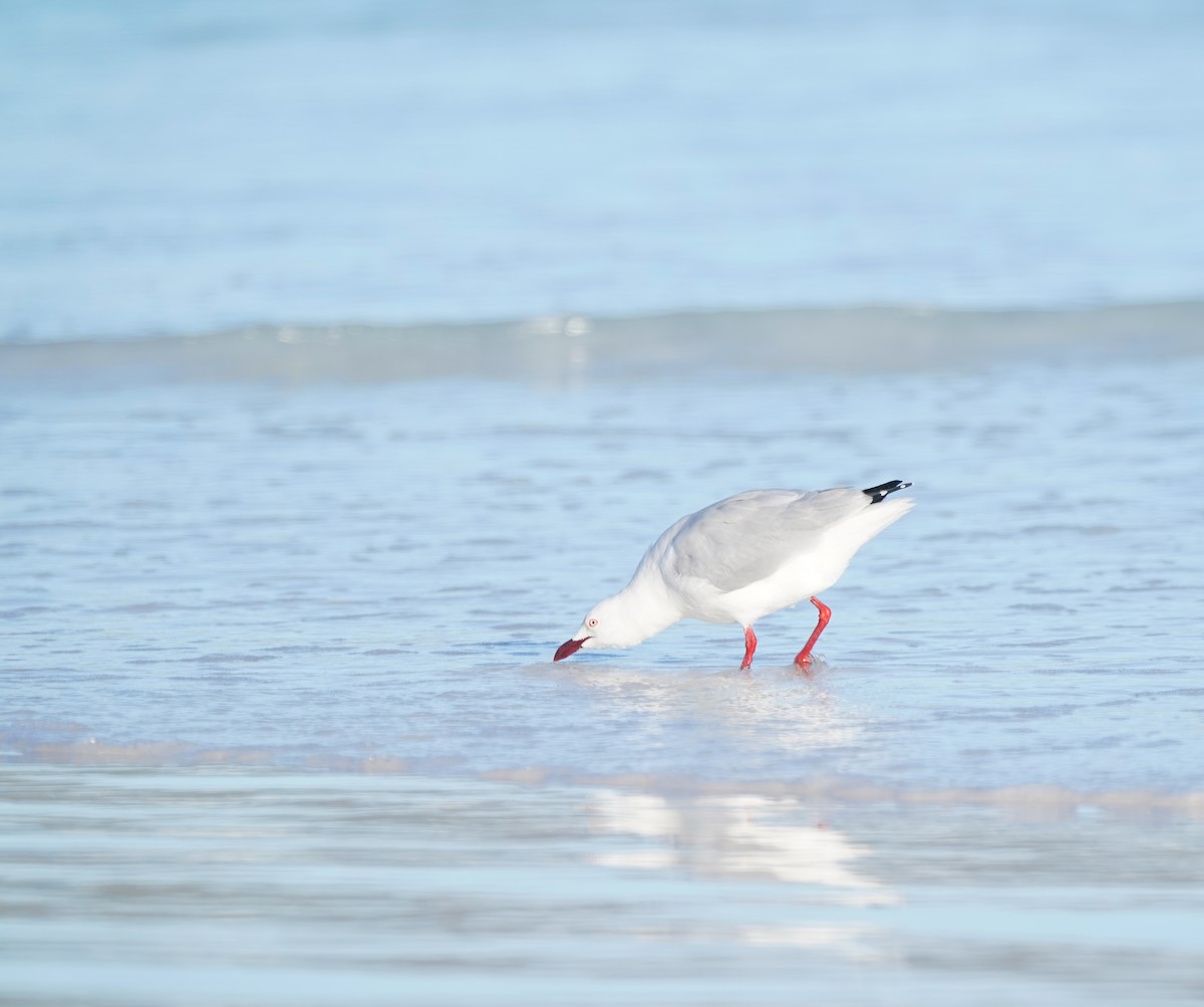 racek australský - ML644592781