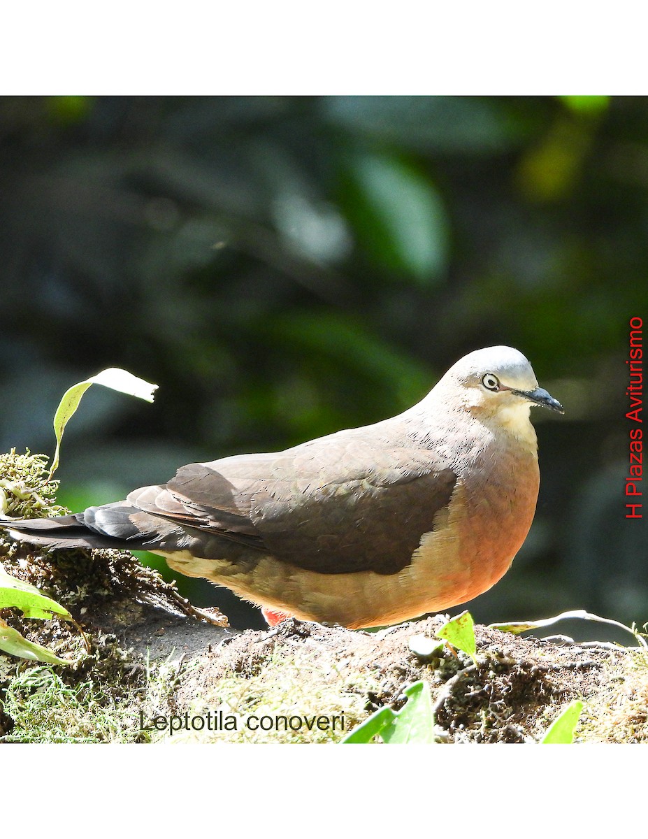 holub tolimský - ML644592790