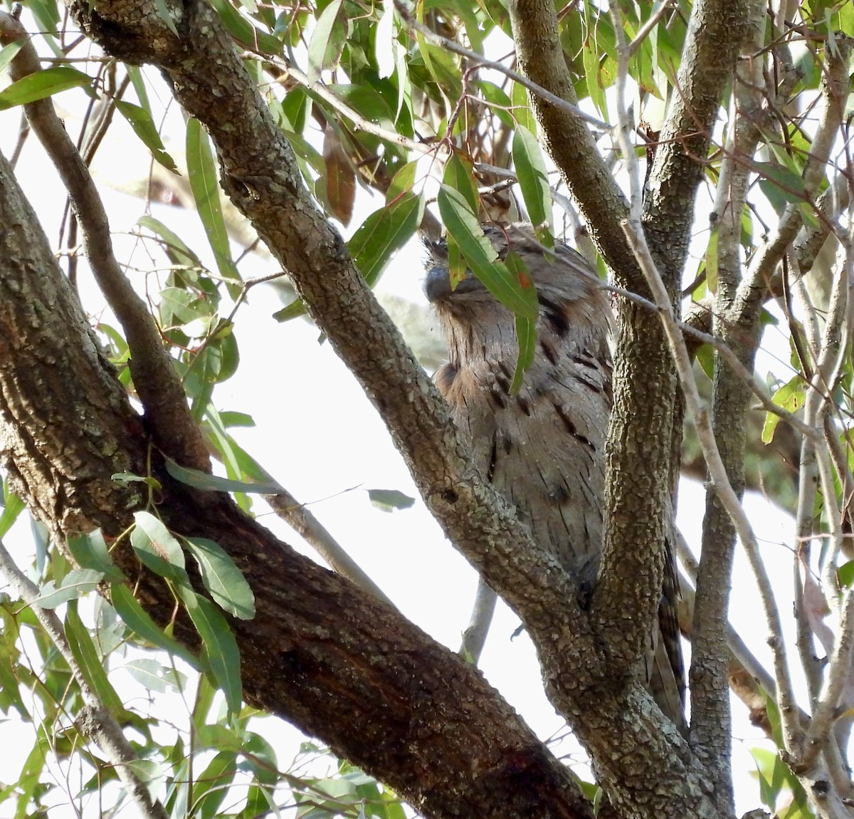 Tawny Frogmouth - ML644592801