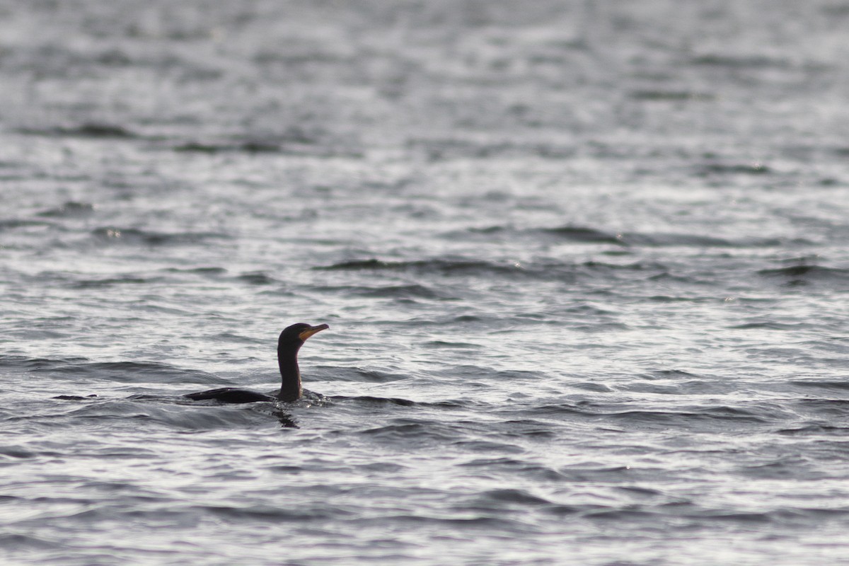 Double-crested Cormorant - ML644592802