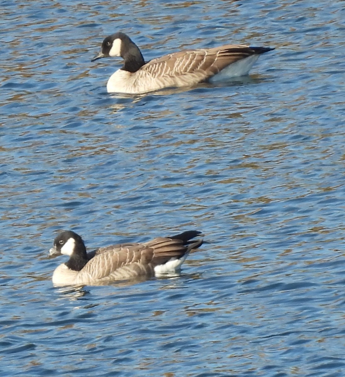 polargås - ML644592816