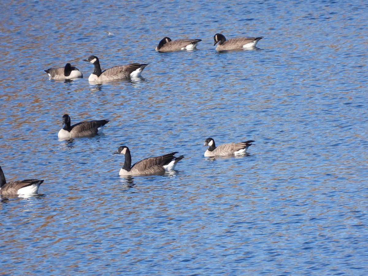 polargås - ML644592820