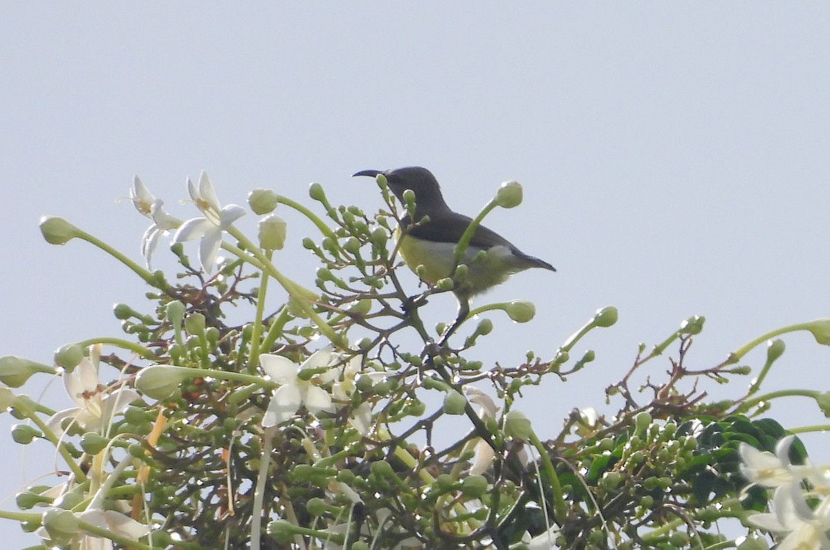 Suimanga Cingalés - ML644592827