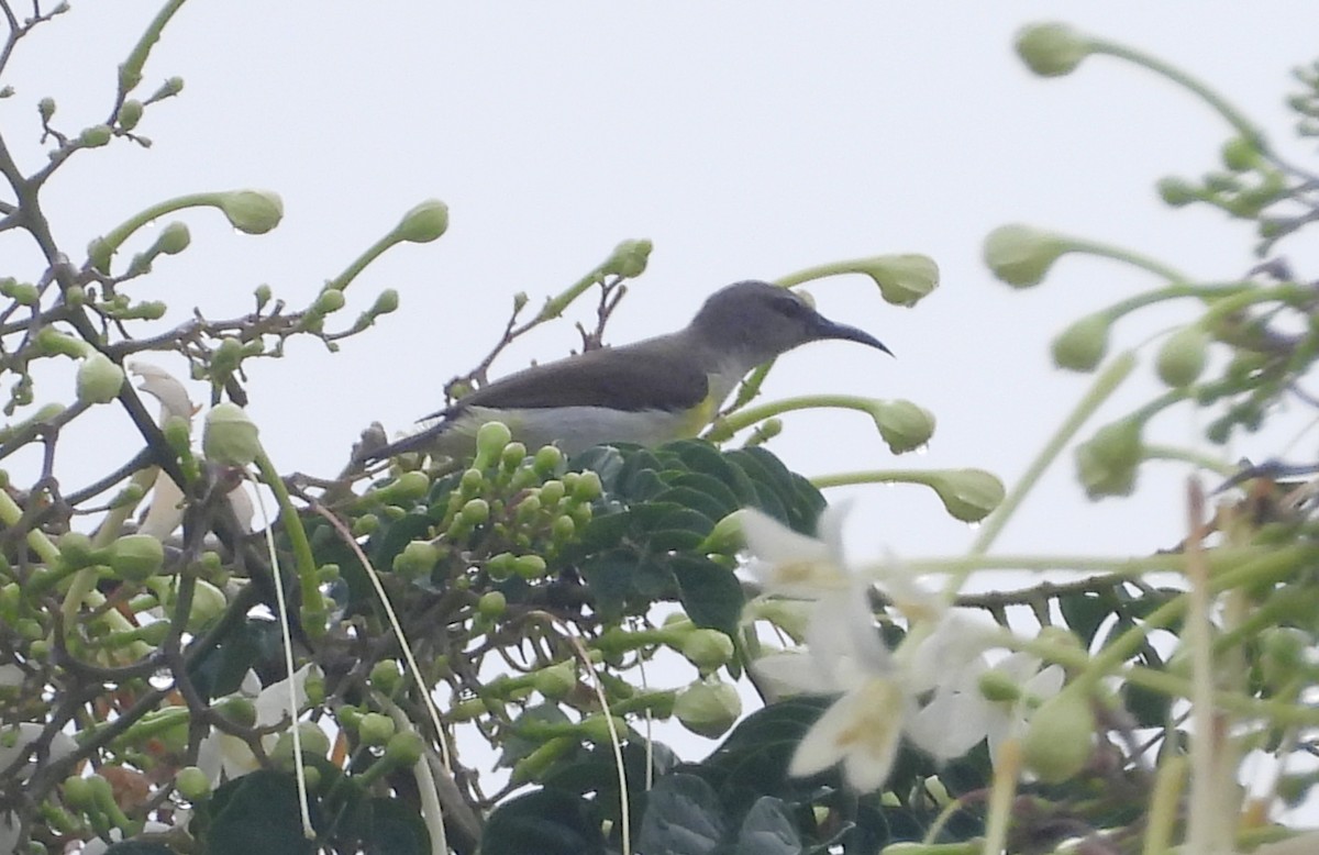 Suimanga Cingalés - ML644592828
