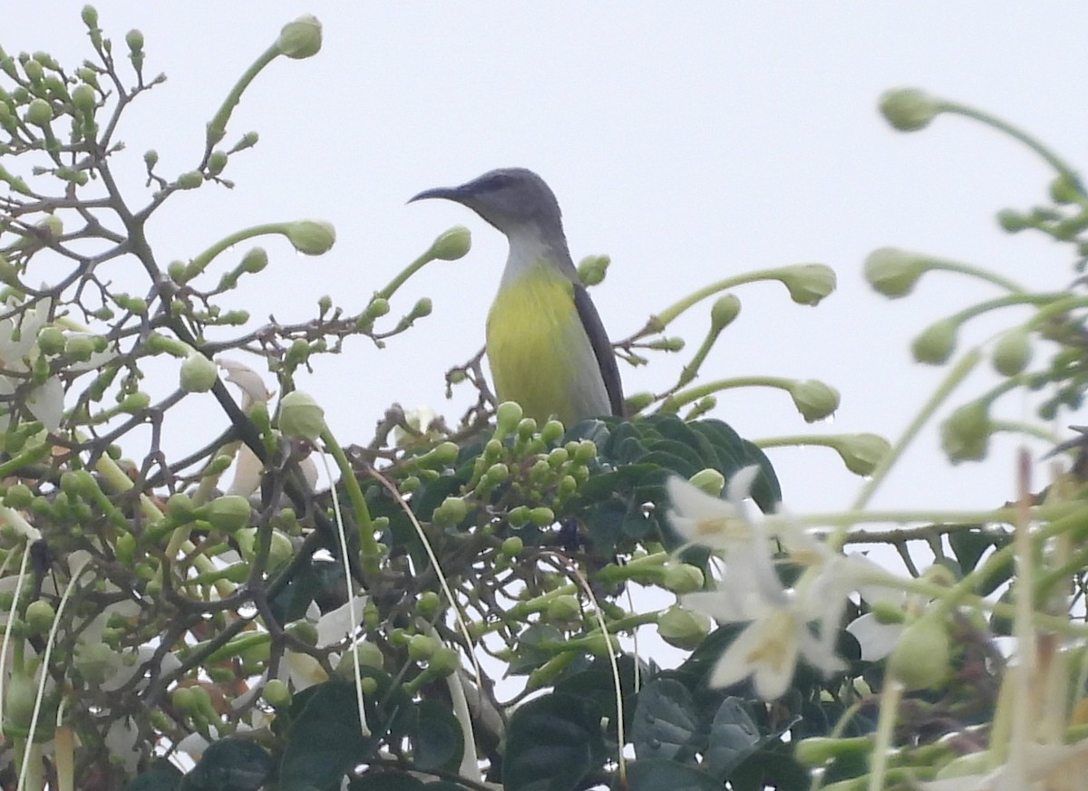 Suimanga Cingalés - ML644592829