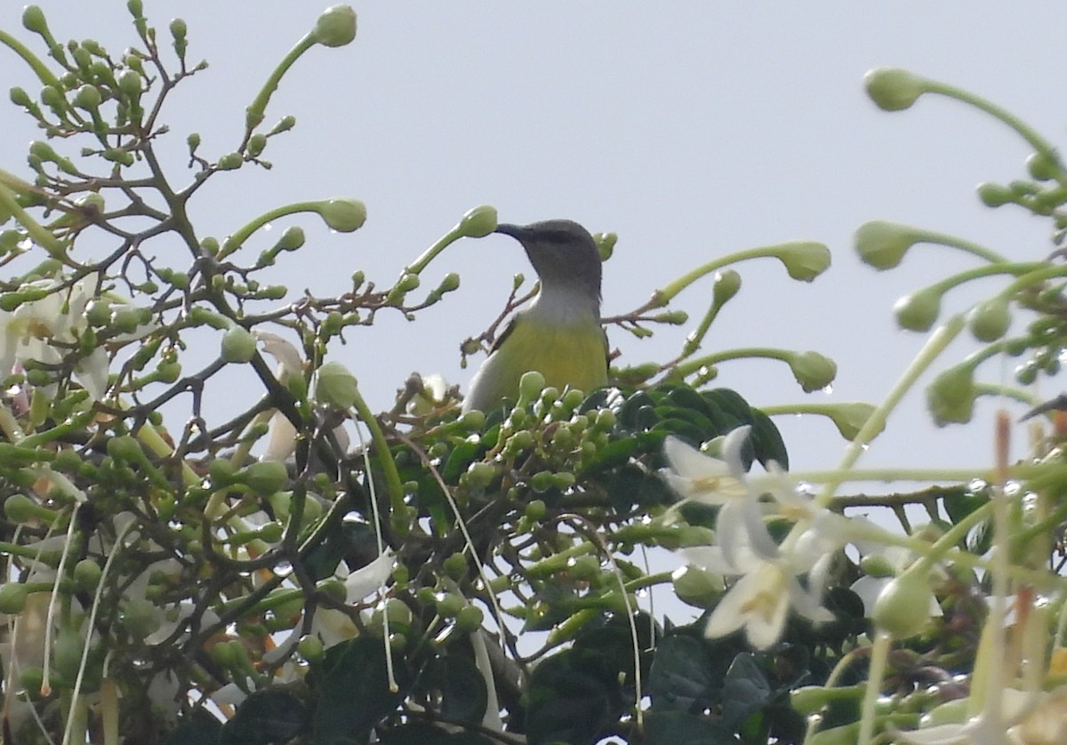 Suimanga Cingalés - ML644592830