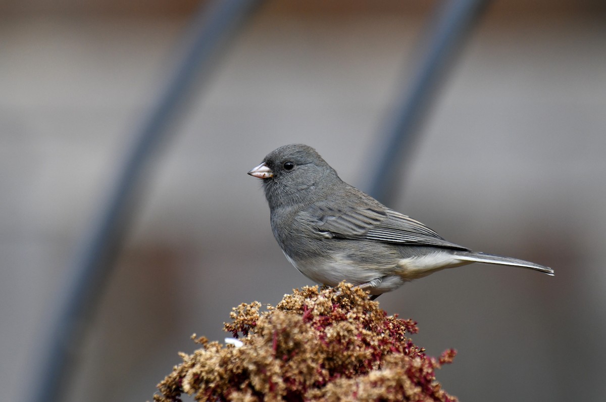 Dark-eyed Junco (Slate-colored) - ML644592843