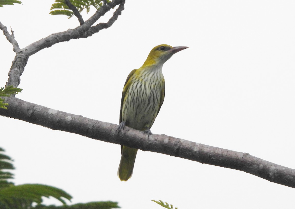 Indian Golden Oriole - ML644592858
