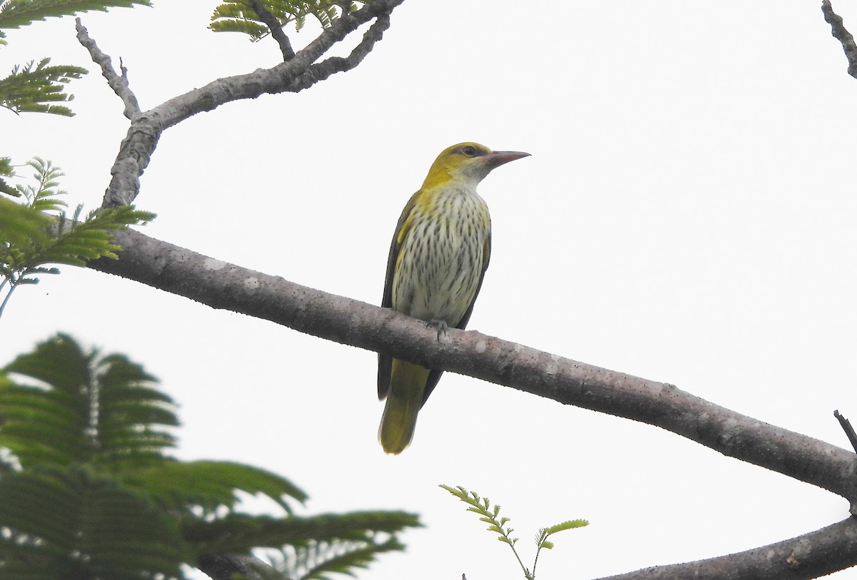 Indian Golden Oriole - ML644592859