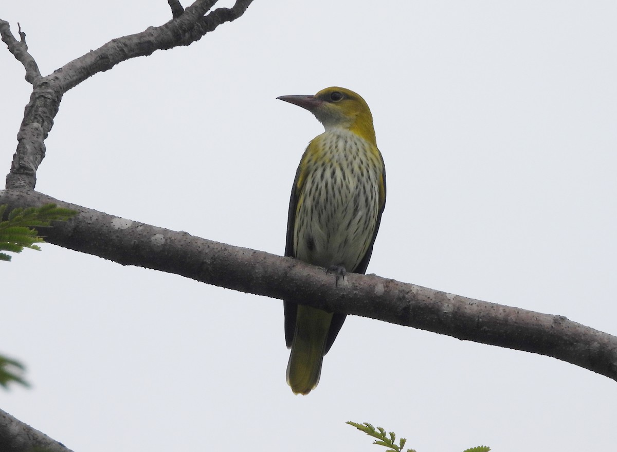 Indian Golden Oriole - ML644592860