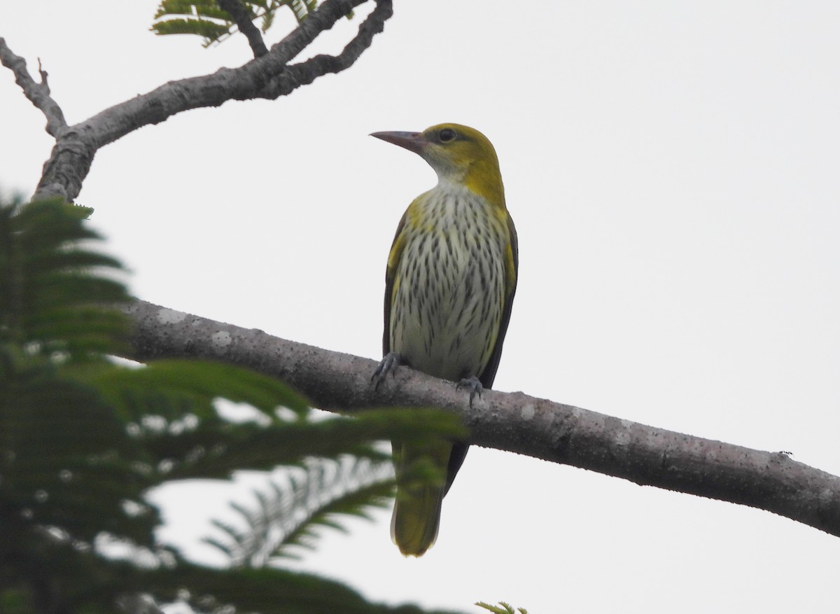 Indian Golden Oriole - ML644592861