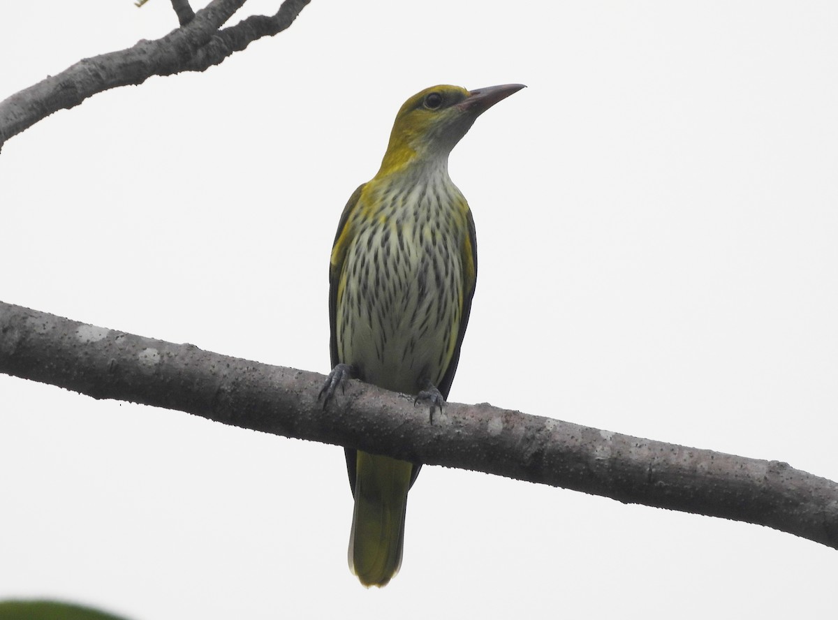 Indian Golden Oriole - ML644592862