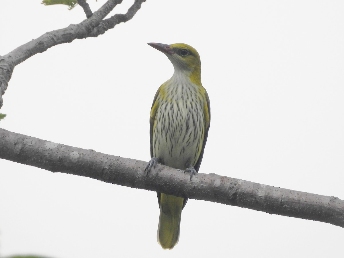 Indian Golden Oriole - ML644592863