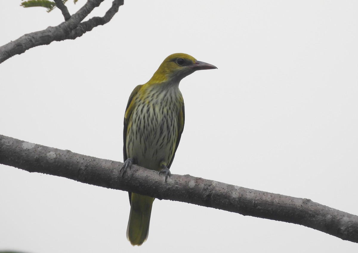 Indian Golden Oriole - ML644592864