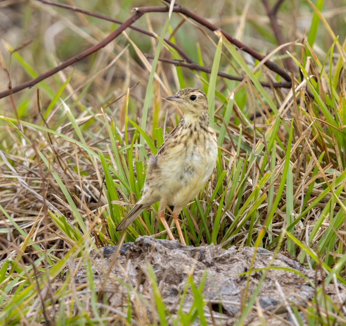 Yellowish Pipit - ML644592865