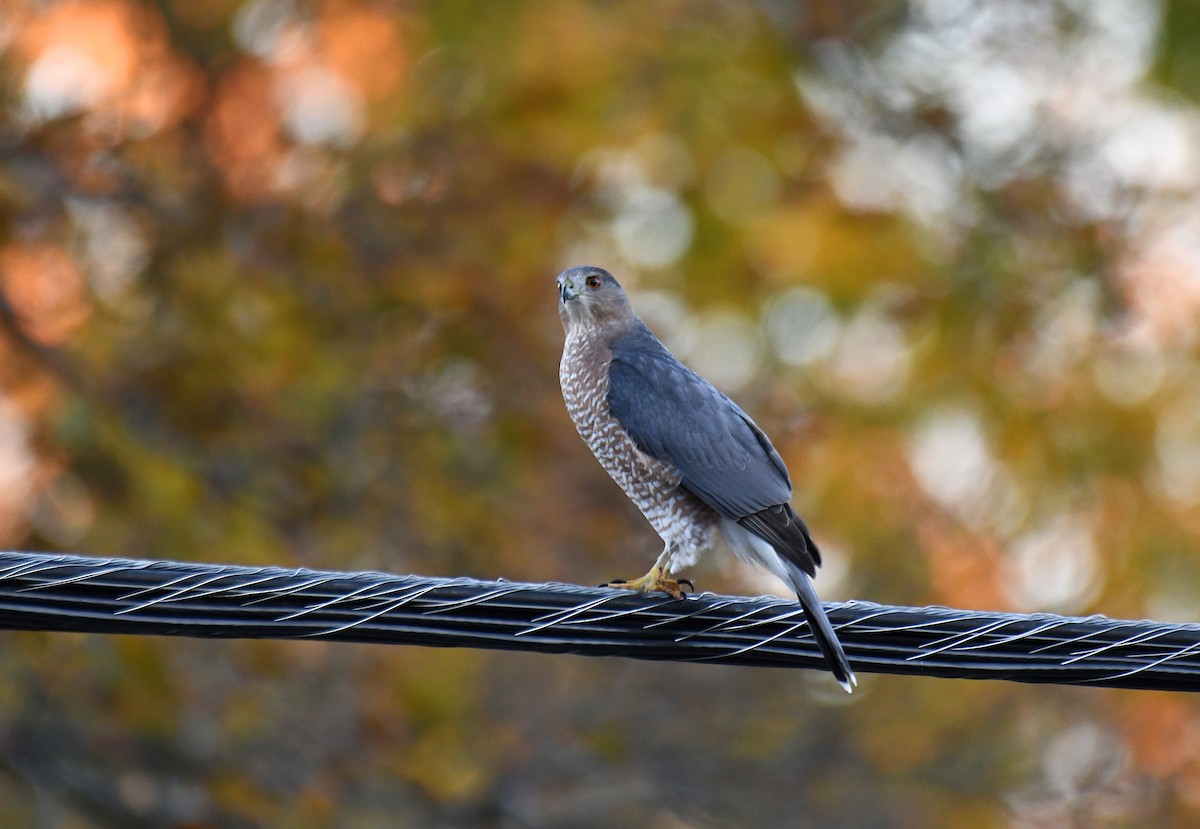 Cooper's Hawk - ML644592868
