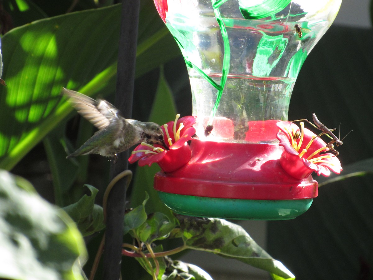 ørkenkolibri - ML644592869