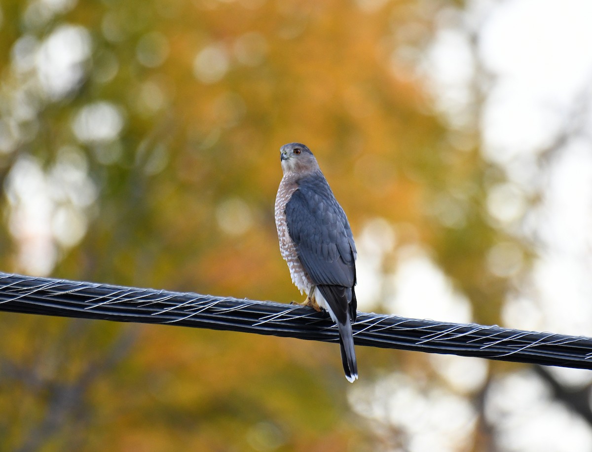 Cooper's Hawk - ML644592870