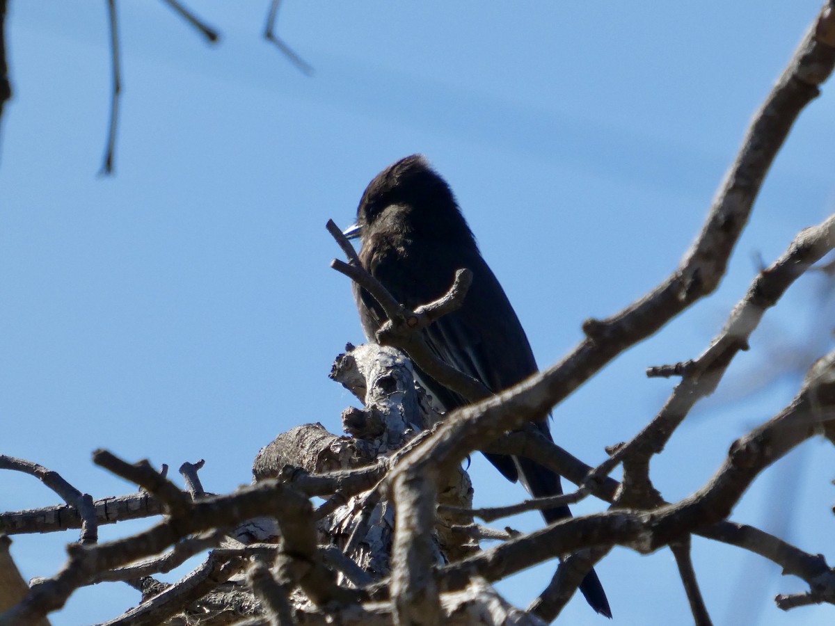 Black Phoebe - ML644592871