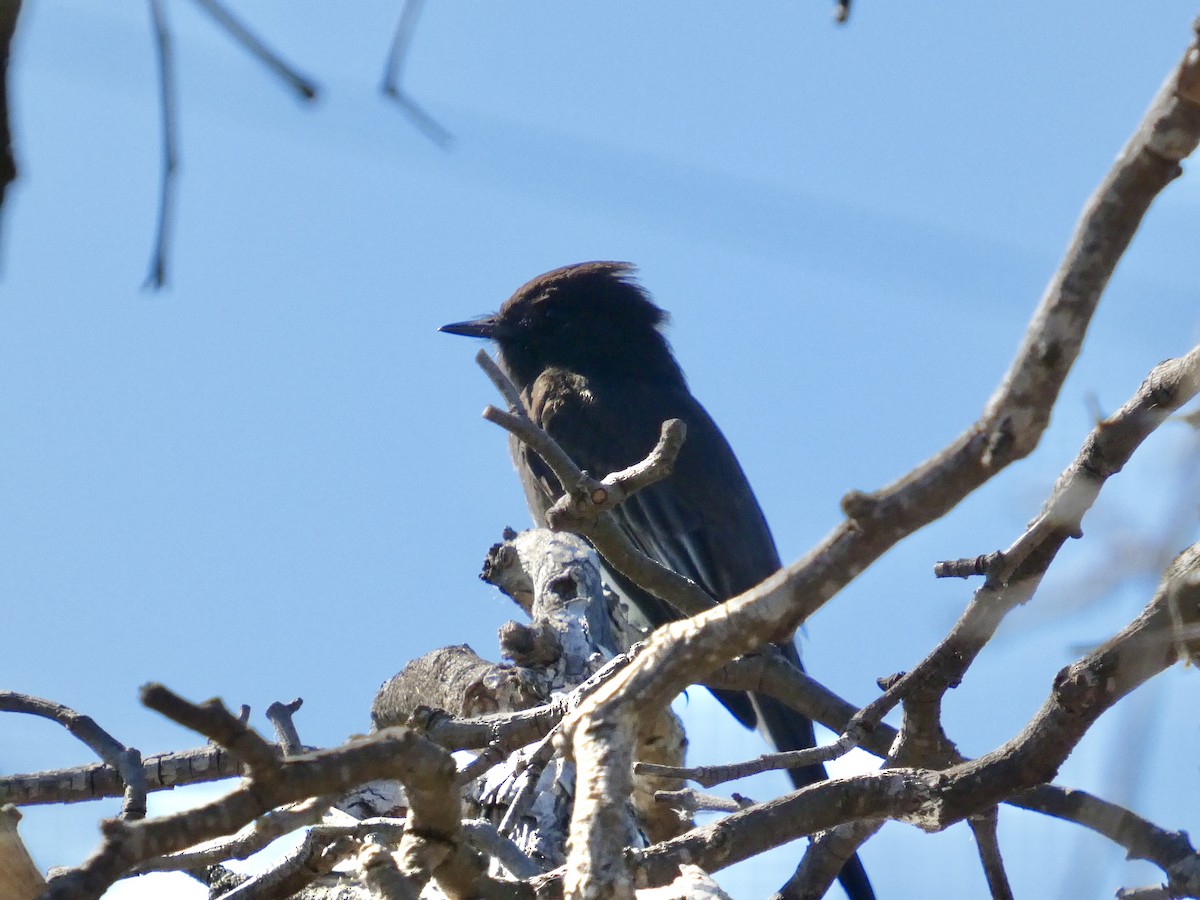 Black Phoebe - ML644592872