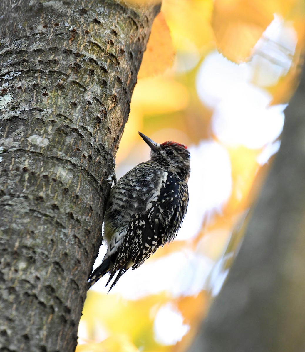 Yellow-bellied Sapsucker - ML644592874