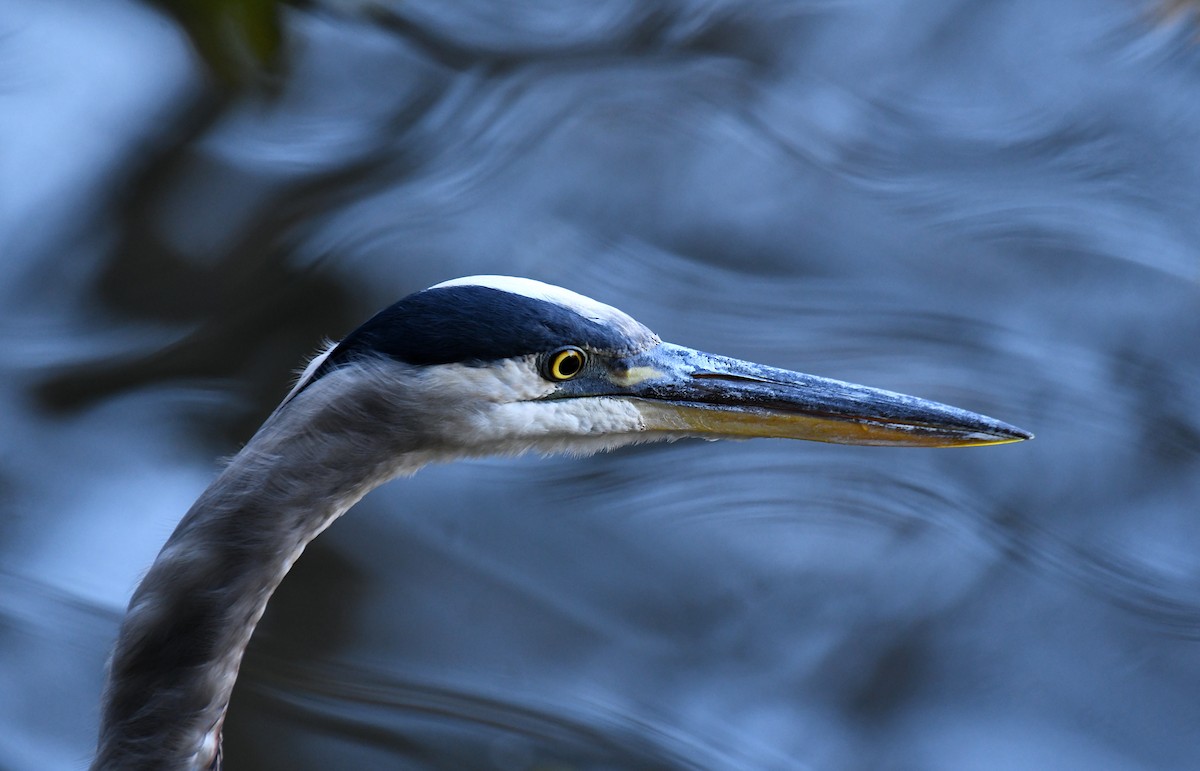 volavka velká [skupina herodias] - ML644592876