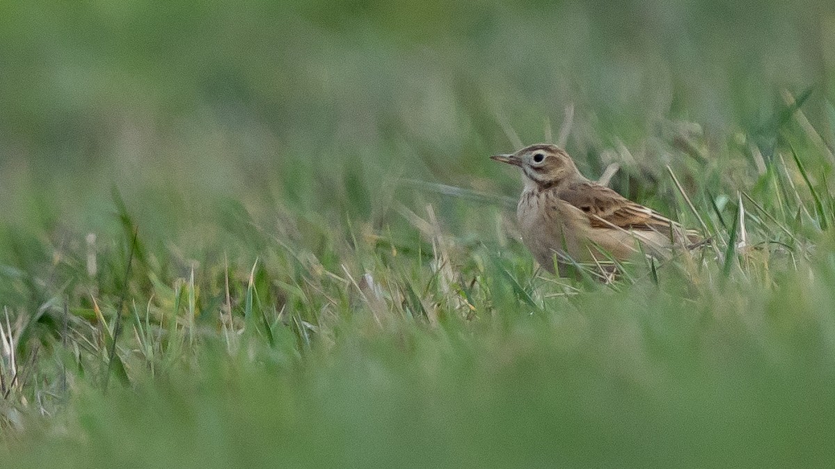 tartarpiplerke - ML644592879