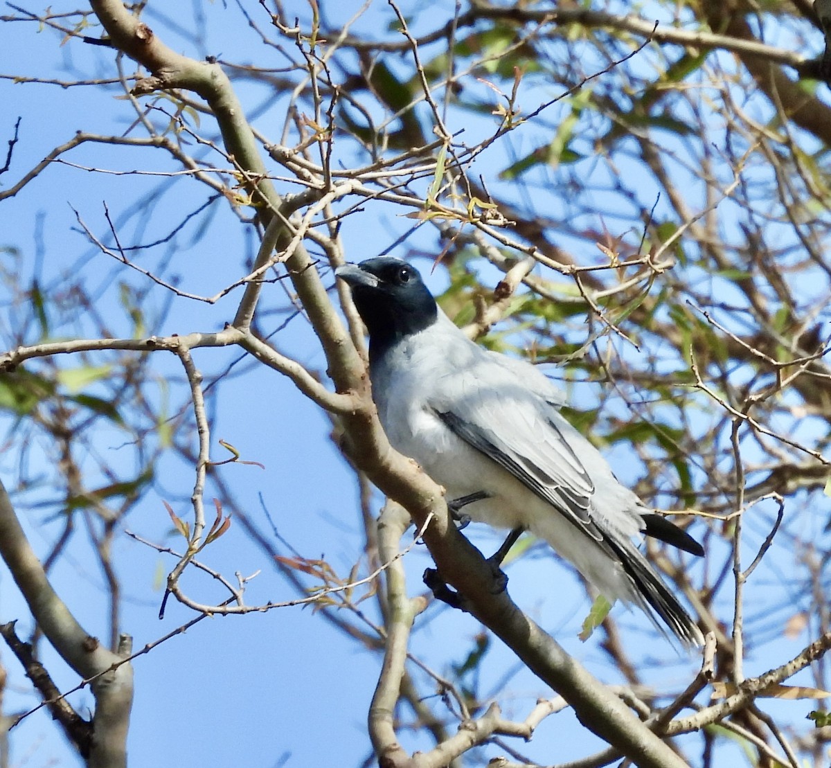 Black-faced Cuckooshrike - ML644592880
