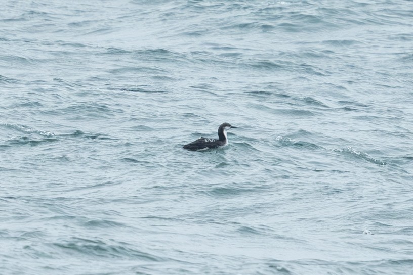 amerikastorlom - ML644592881