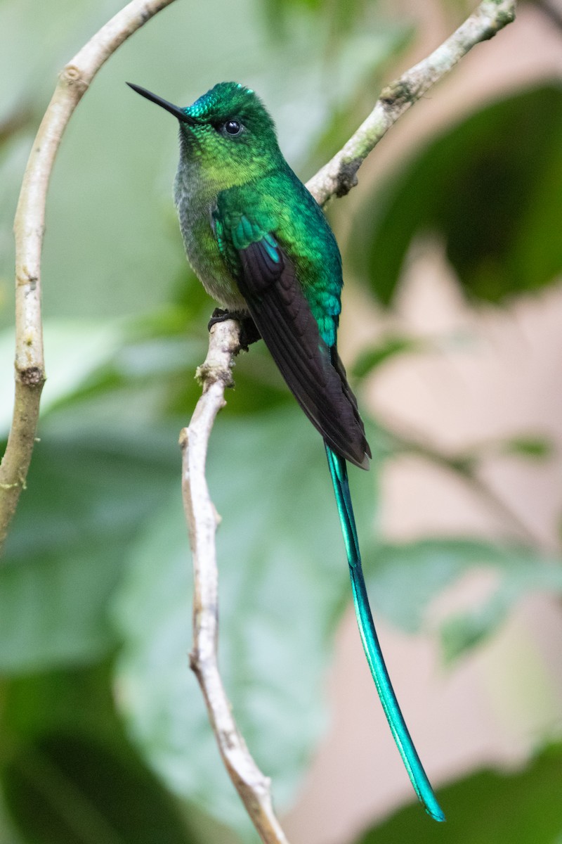 Sylphe à queue d'azur - ML644592885