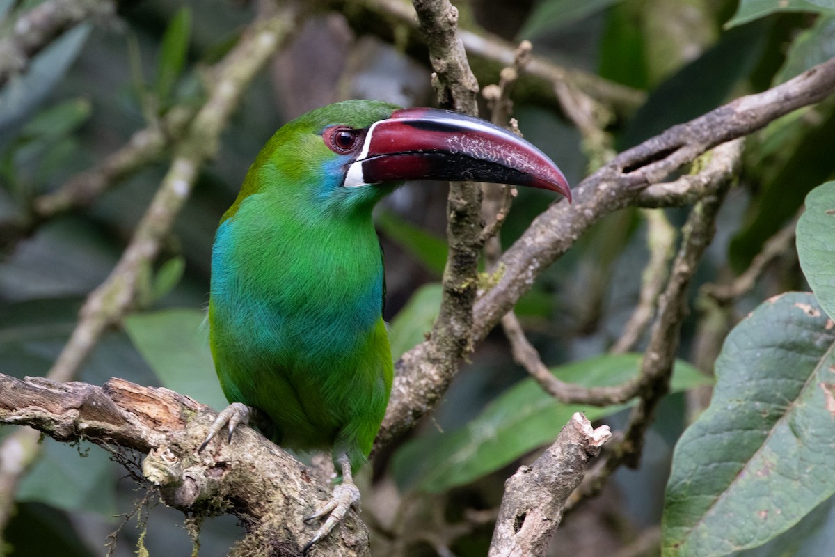 arassari rudokostřečný - ML644592890