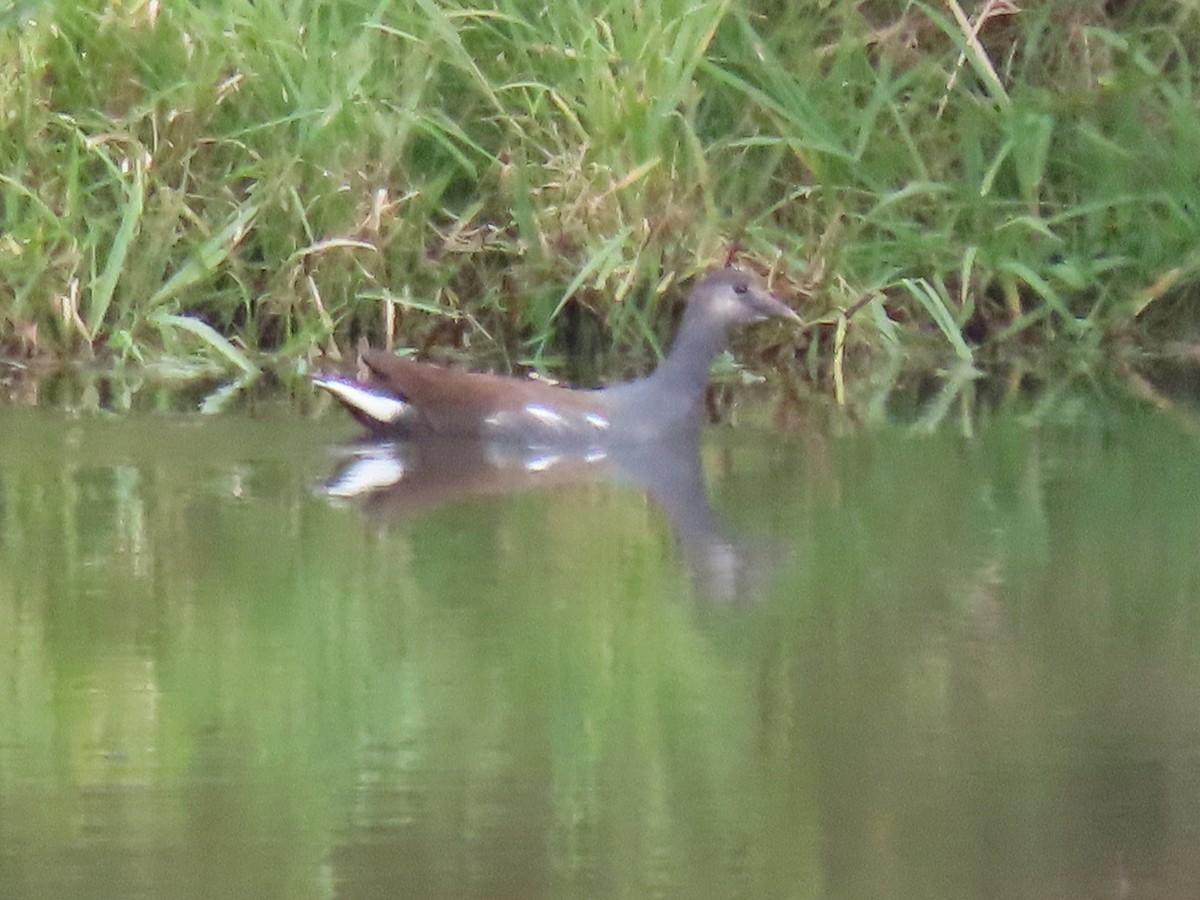 amerikasivhøne - ML644592892