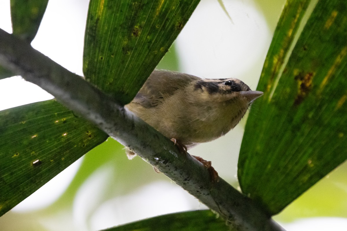 Three-striped Warbler - ML644592894