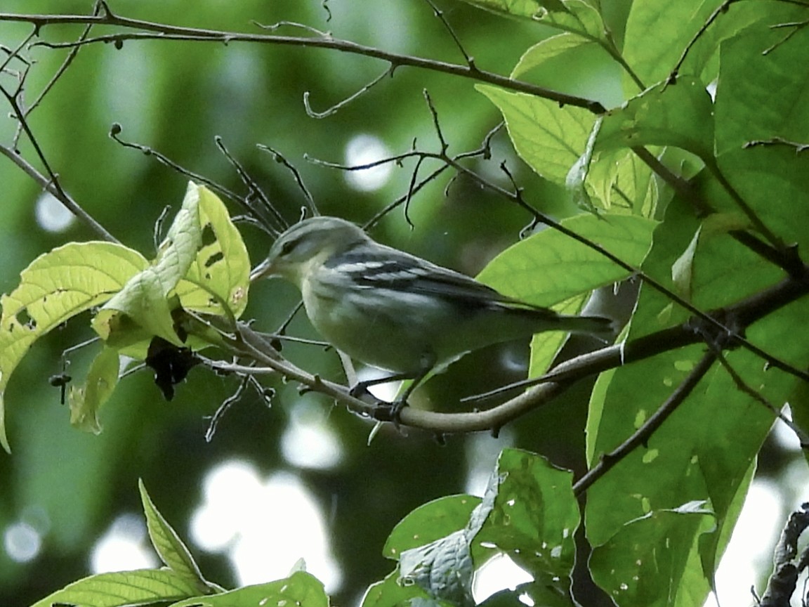 lesňáček modropláštíkový - ML644592896