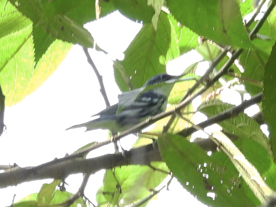 lesňáček modropláštíkový - ML644592897