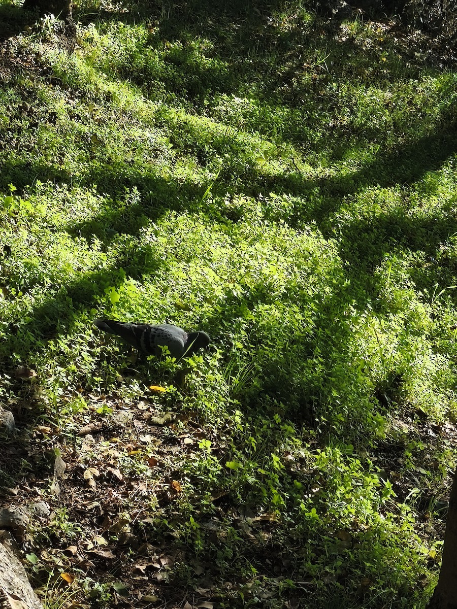 holub skalní (domácí) - ML644592898