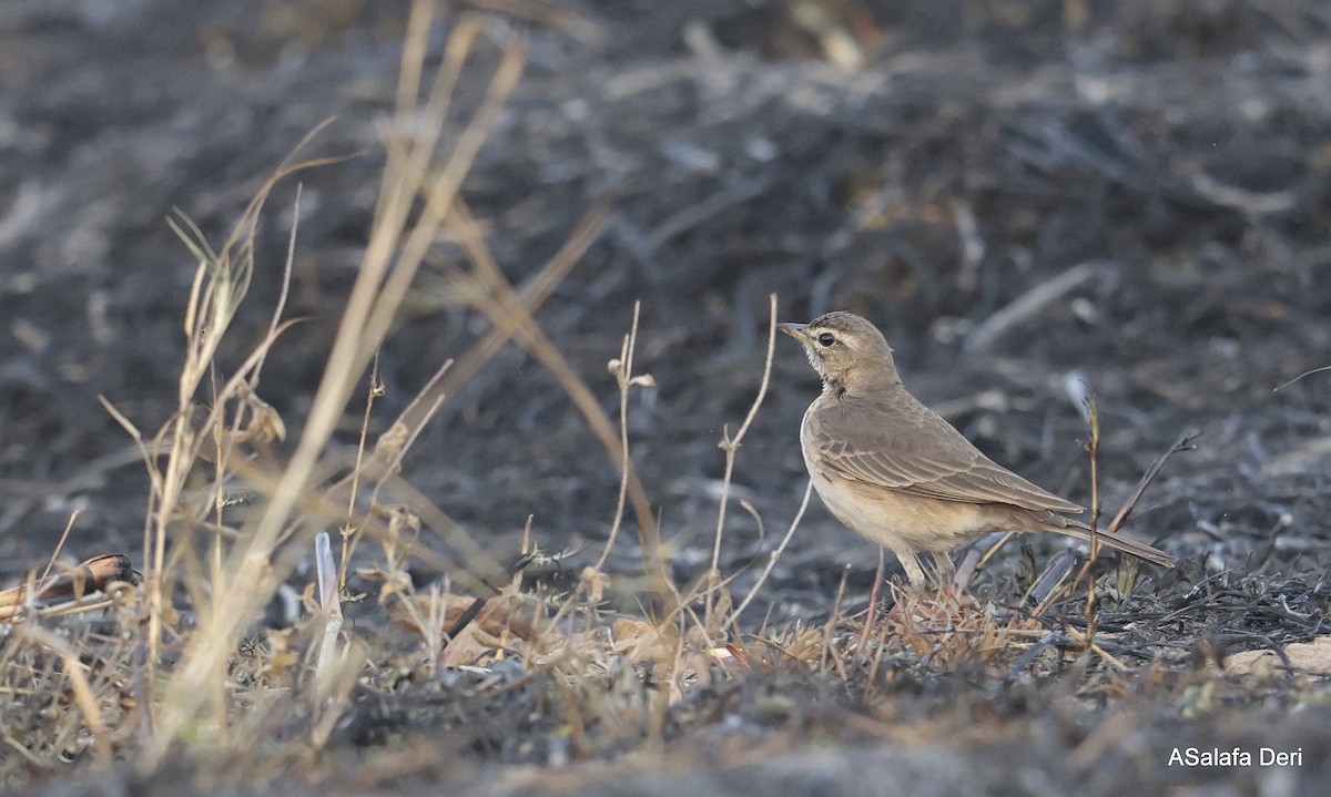 linduška hnědohřbetá - ML644592900