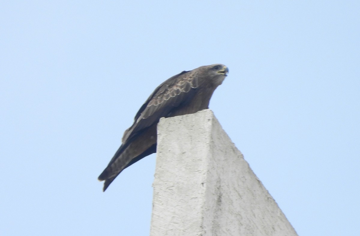 luňák hnědý - ML644592901