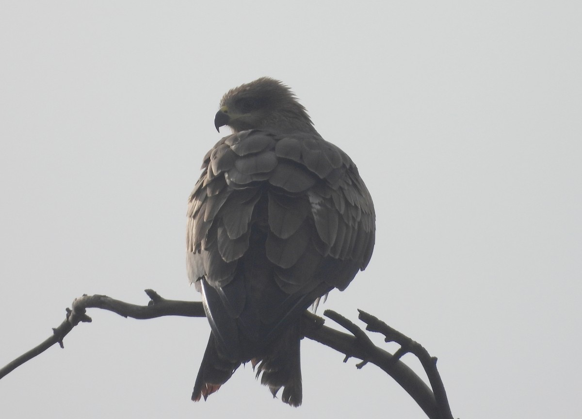 luňák hnědý - ML644592902