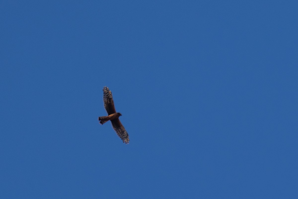 moták severoamerický - ML644592905