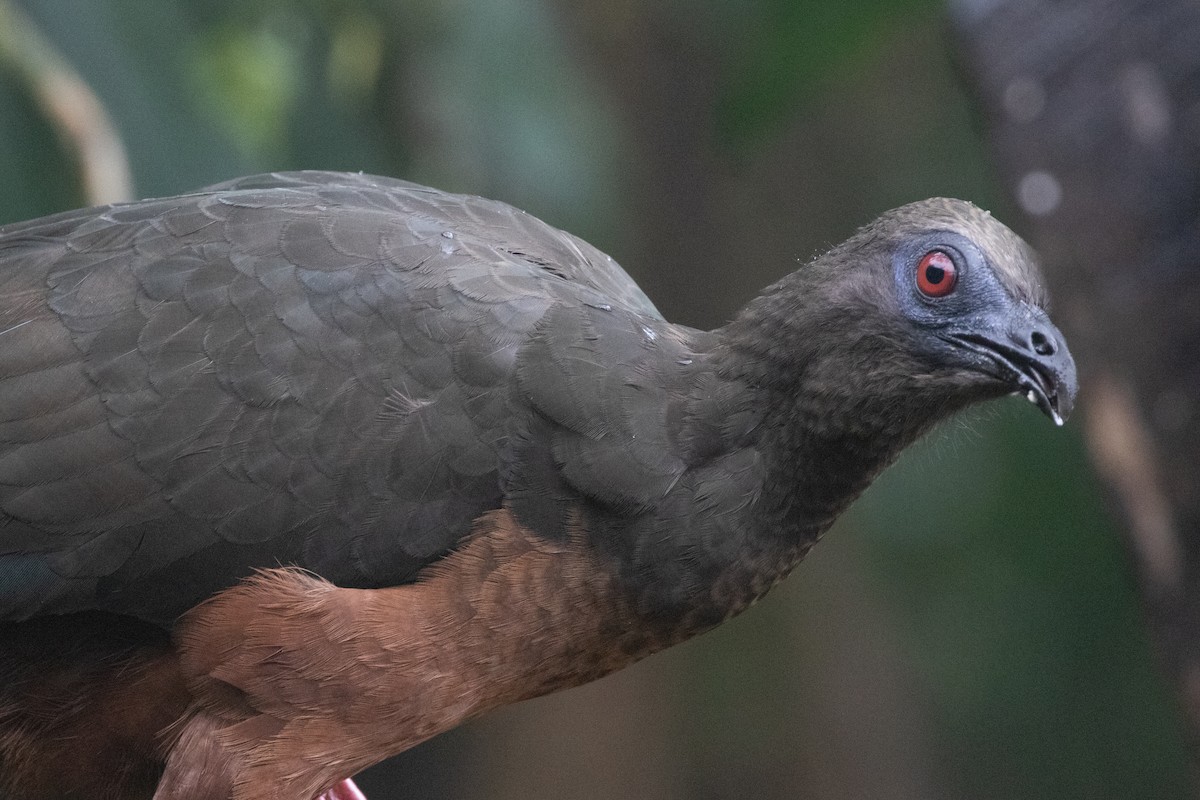 Sickle-winged Guan - ML644592906